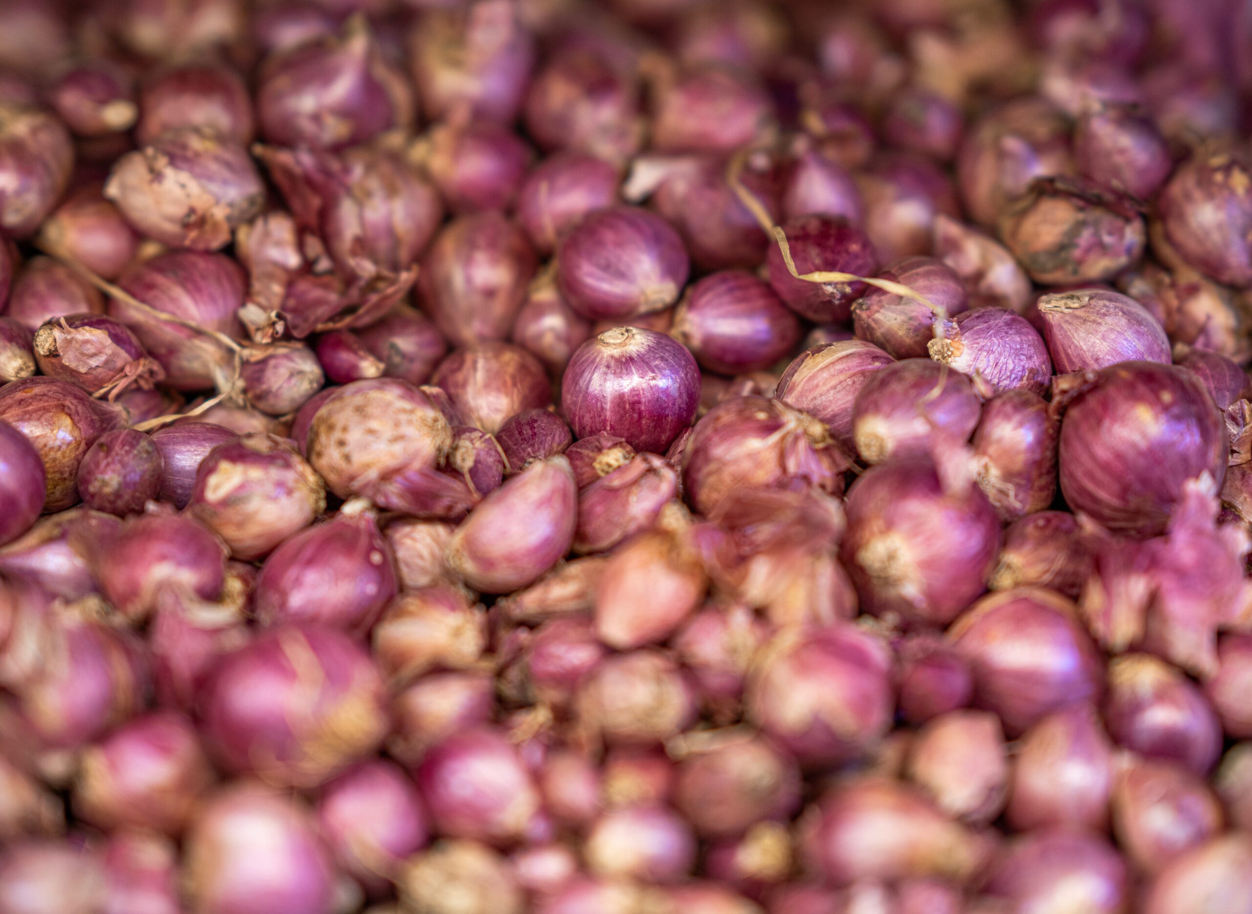 Onions in Bulk